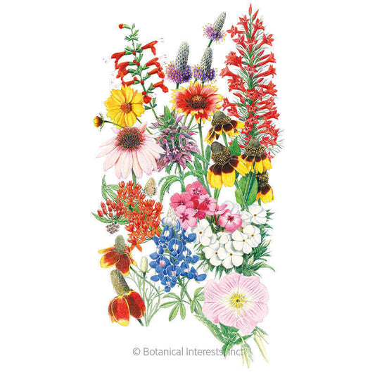 Southern Hills and Plains Flower Mix Seeds