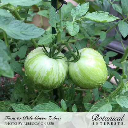 Green Zebra Pole Tomato Seeds