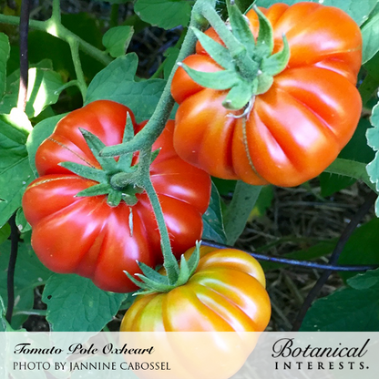 Oxheart Pole Tomato Seeds Product Image