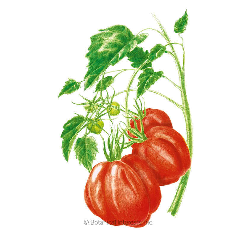 Oxheart Pole Tomato Seeds