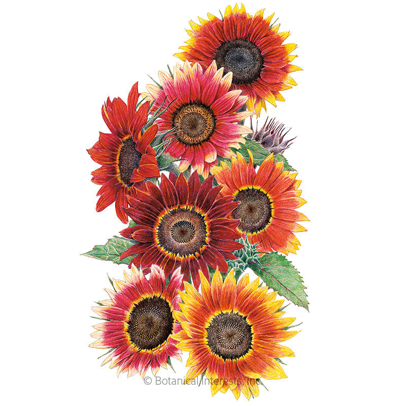 Drop Dead Red Sunflower Seeds Product Image