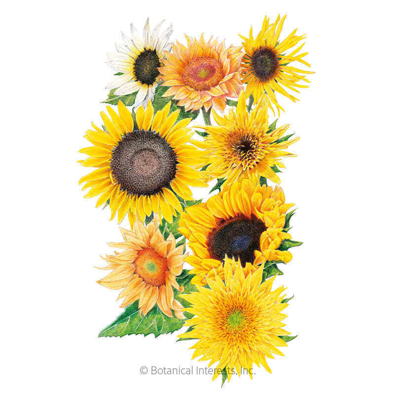 Florist's Sunny Bouquet Sunflower Seeds