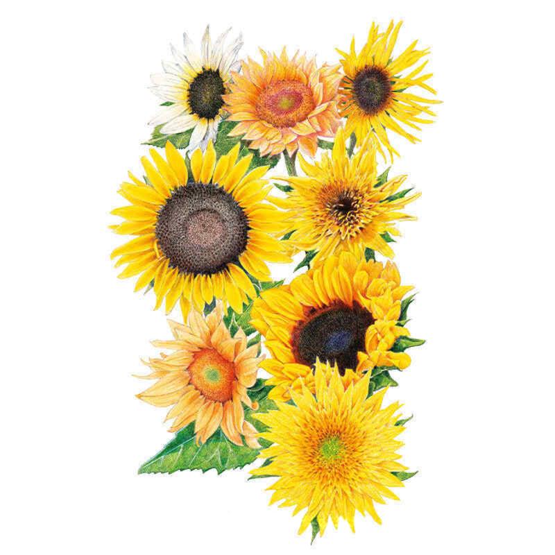 Florist's Sunny Bouquet Sunflower Seeds