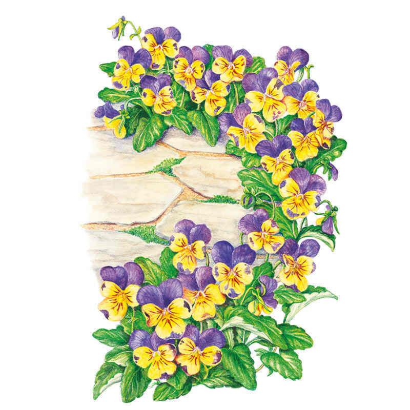 Johnny-Jump-Up Viola Seeds
