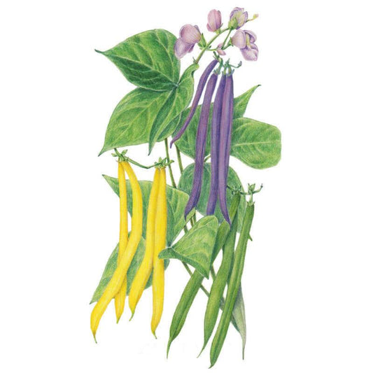Trio Bush Bean Seeds
