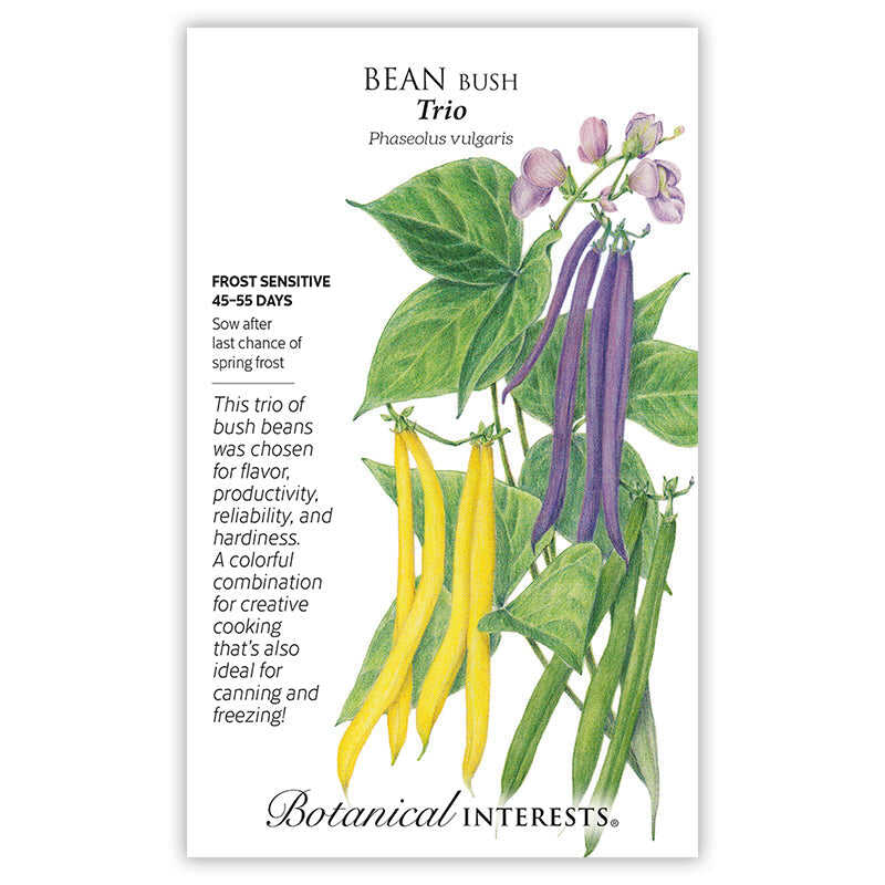 Trio Java Seed Trio Bush Bean Seeds – Epic Gardening