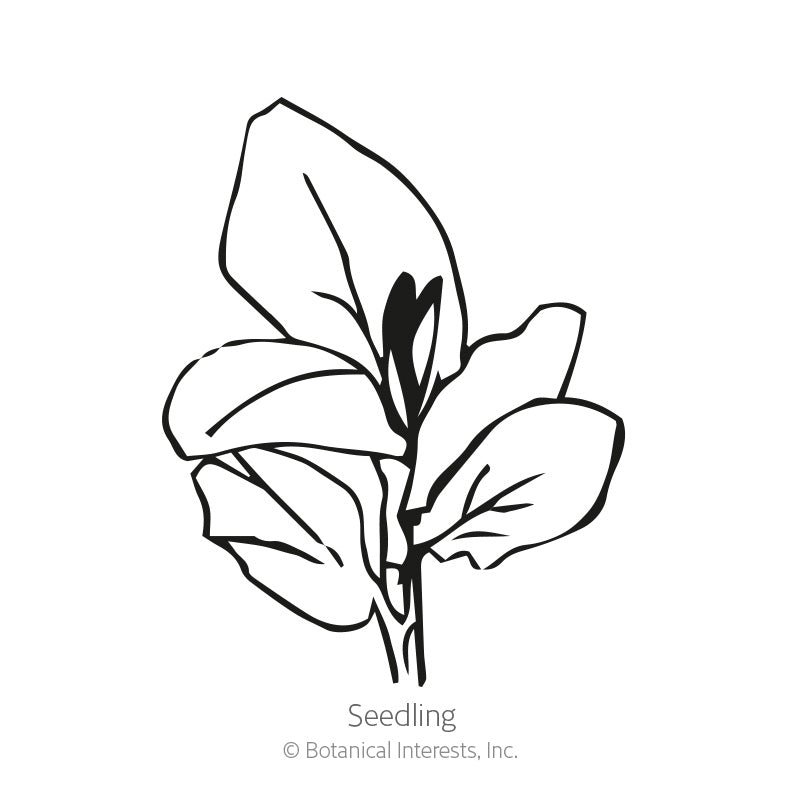 Windsor Fava Bean Seeds Product Image
