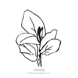 Windsor Fava Bean Seeds