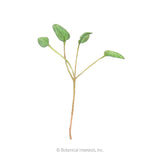 Upland Cress Microgreens Seeds