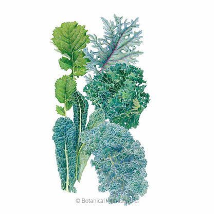 Premier Blend Kale Seeds