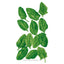 Spinach Baby Greens Seeds Product Image