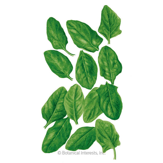 Spinach Baby Greens Seeds