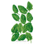 Spinach Baby Greens Seeds