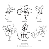 Superfoods Baby Greens Seeds