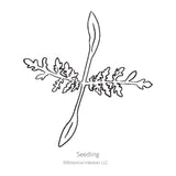 Lacy Phacelia Cover Crop Seeds