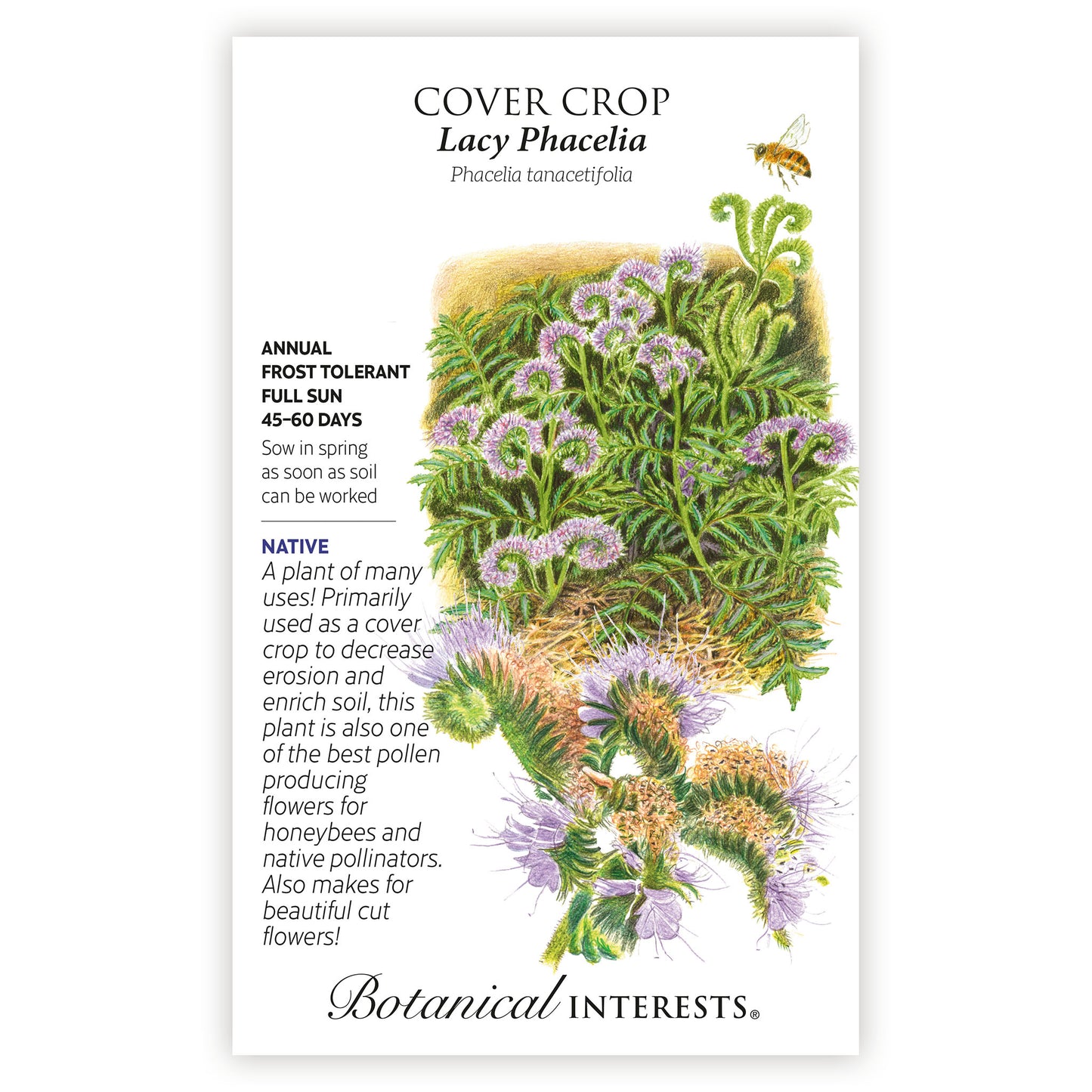 Lacy Phacelia Cover Crop Seeds