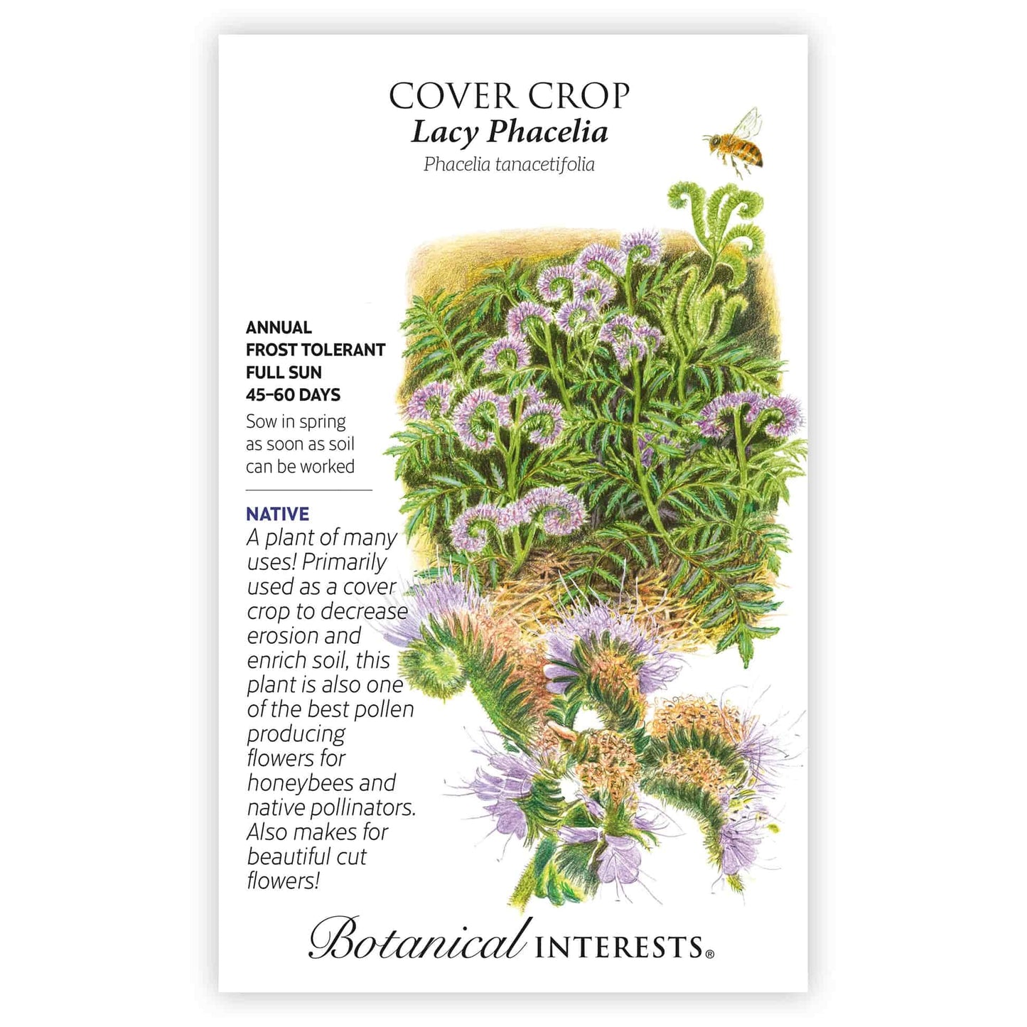 planting phacelia seeds Lacy Phacelia Cover Crop Seeds