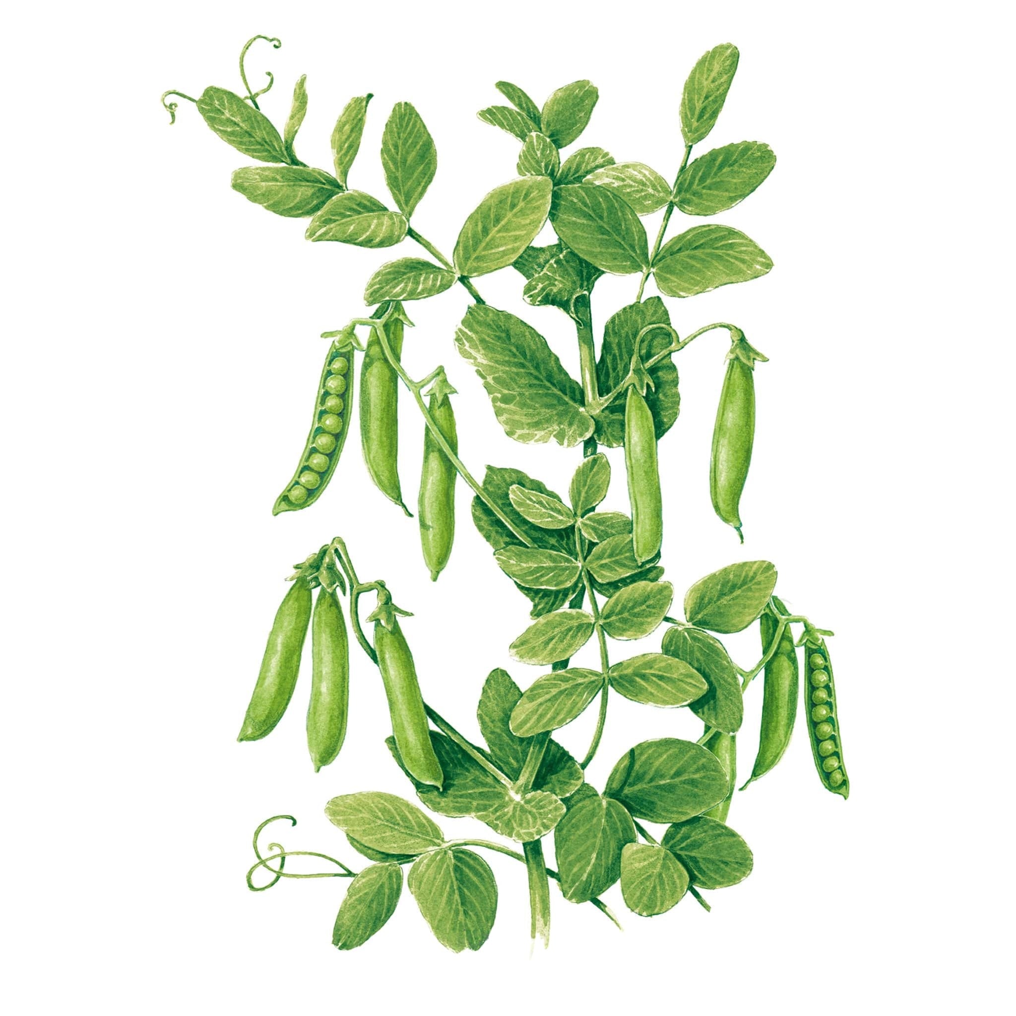 Botanical Interests Little Marvel Shelling Pea Seeds - Thumbnail 4
