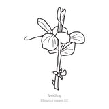 Little Marvel Petite Shelling Pea Seeds