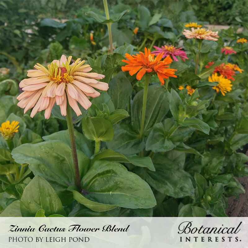 cactus flower seeds Cactus Flower Blend Zinnia Seeds