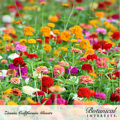 planting california giant zinnia seeds California Giants Blend Zinnia Seeds