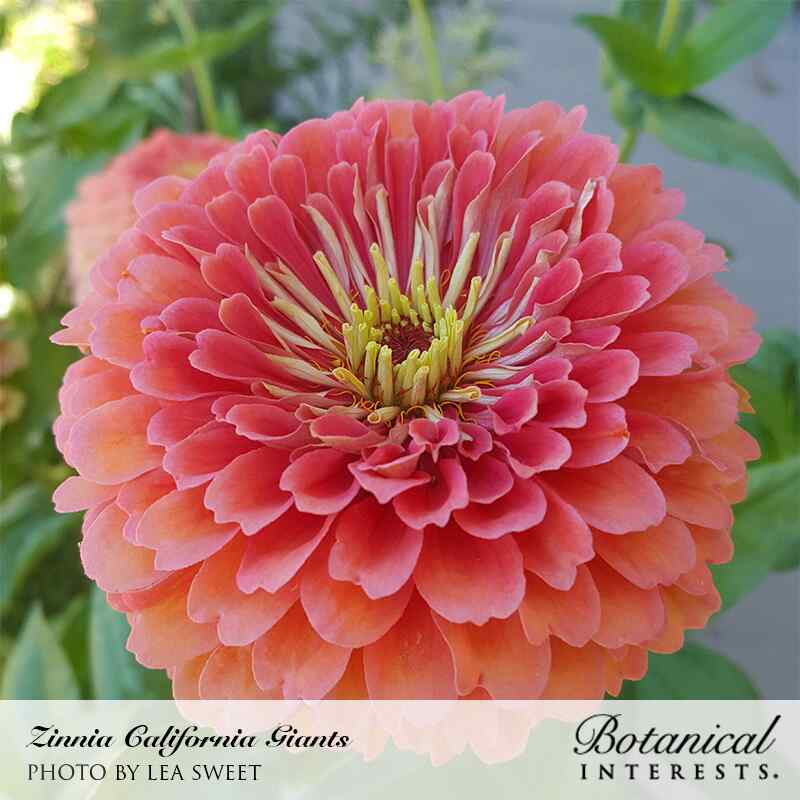 planting california giant zinnia seeds California Giants Blend Zinnia Seeds