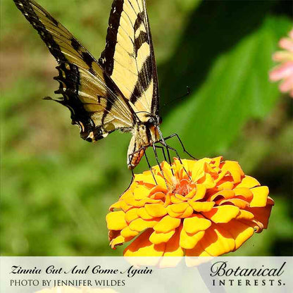 Cut and Come Again Zinnia Seeds