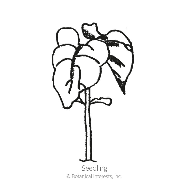 Seychelles Pole Bean Seeds Product Image
