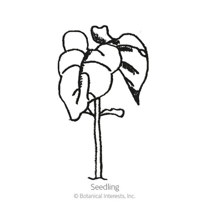 Seychelles Pole Bean Seeds Product Image