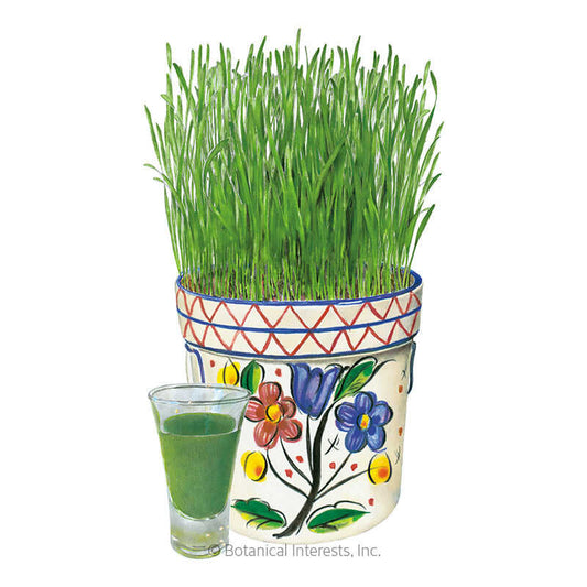 Wheatgrass Juice Seeds