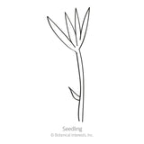 Hairy Vetch Cover Crop Seeds