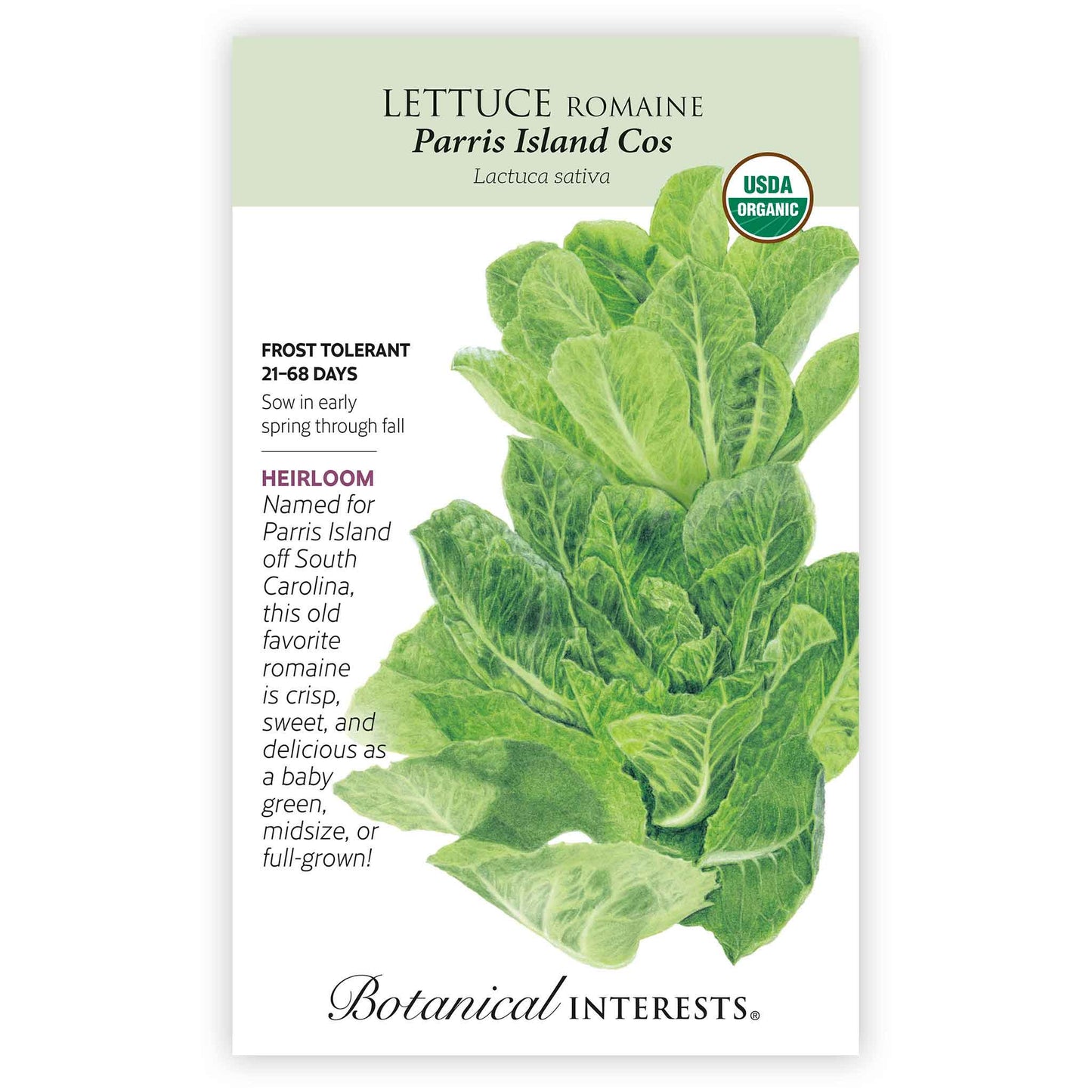 Parris Island Cos Romaine Lettuce Seeds