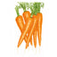 Danvers 126 Carrot Seeds