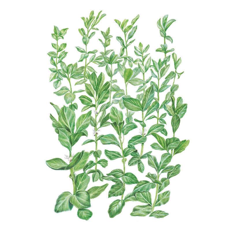 Fava Bean Cover Crop Seeds