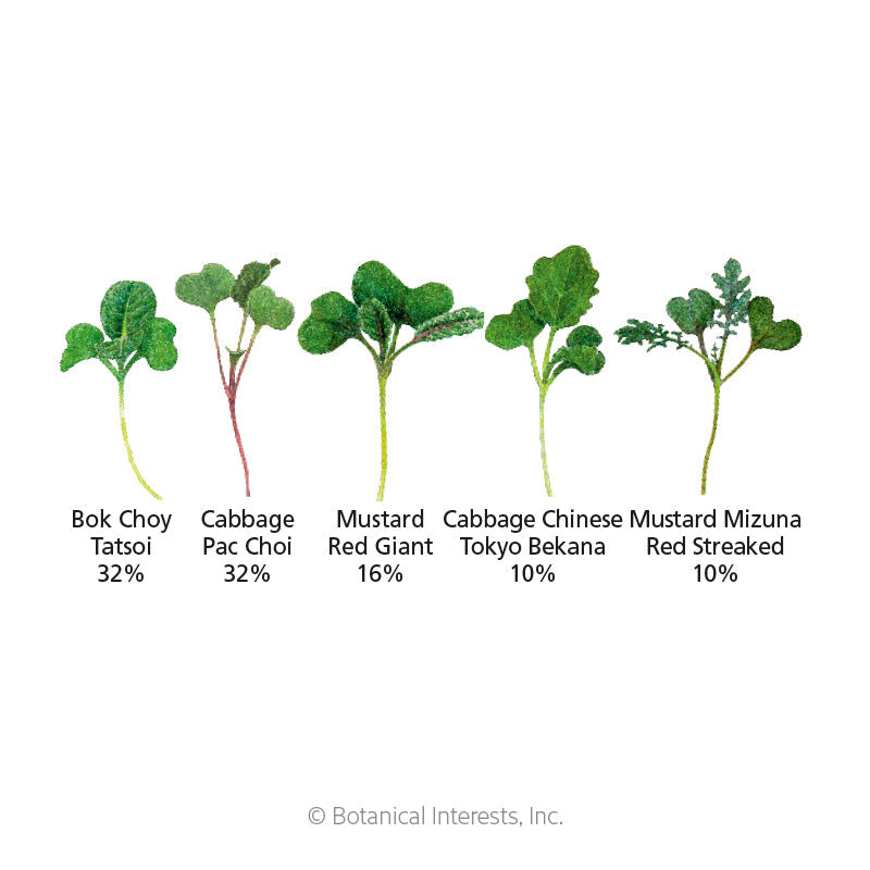 Umami Asian Blend Microgreens Seeds