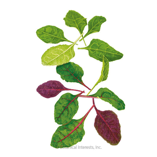 Apple Blossom Swiss Chard Blend Baby Greens Seeds Product Image