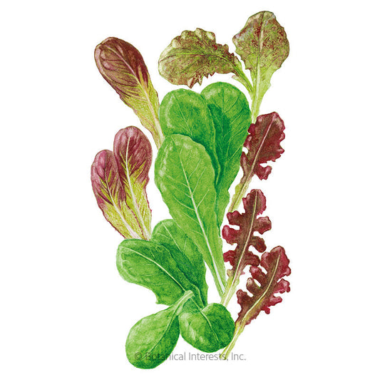 Market Day Lettuce Mesclun Baby Greens Seeds Product Image