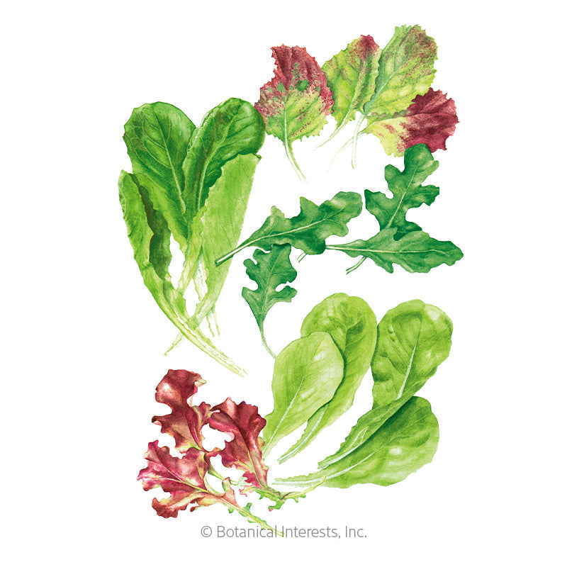 Snappy Fresh Mesclun Baby Greens Seeds Product Image