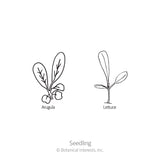 Snappy Fresh Mesclun Baby Greens Seeds