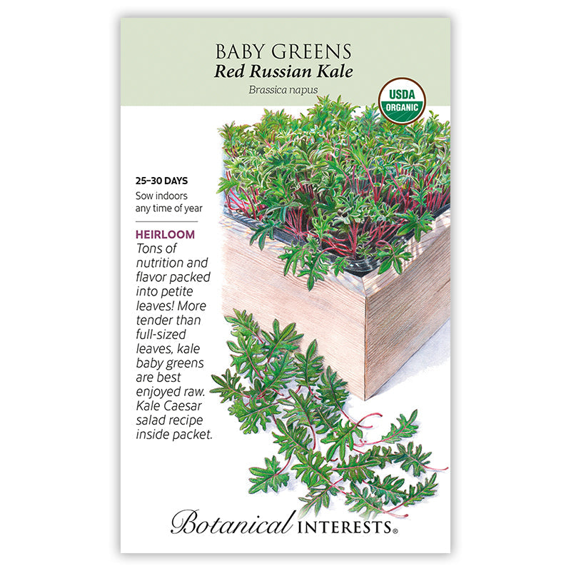 Red Russian Kale Baby Greens Seeds