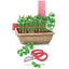 Pea Shoots Baby Greens Seeds Product Image