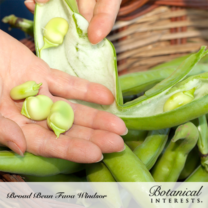 Windsor Fava Bean Seeds Product Image