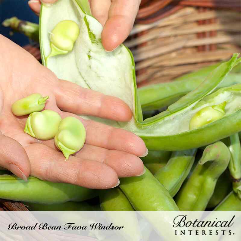 Botanical Interests Windsor Fava Bean Seeds - Thumbnail 3