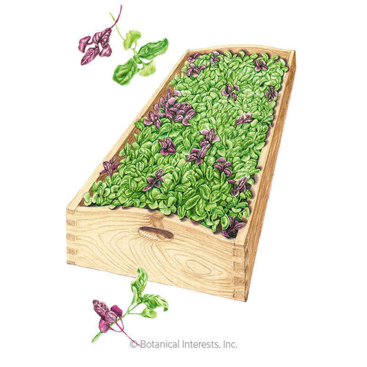 Ciao Bella Basil Blend Microgreens Seeds