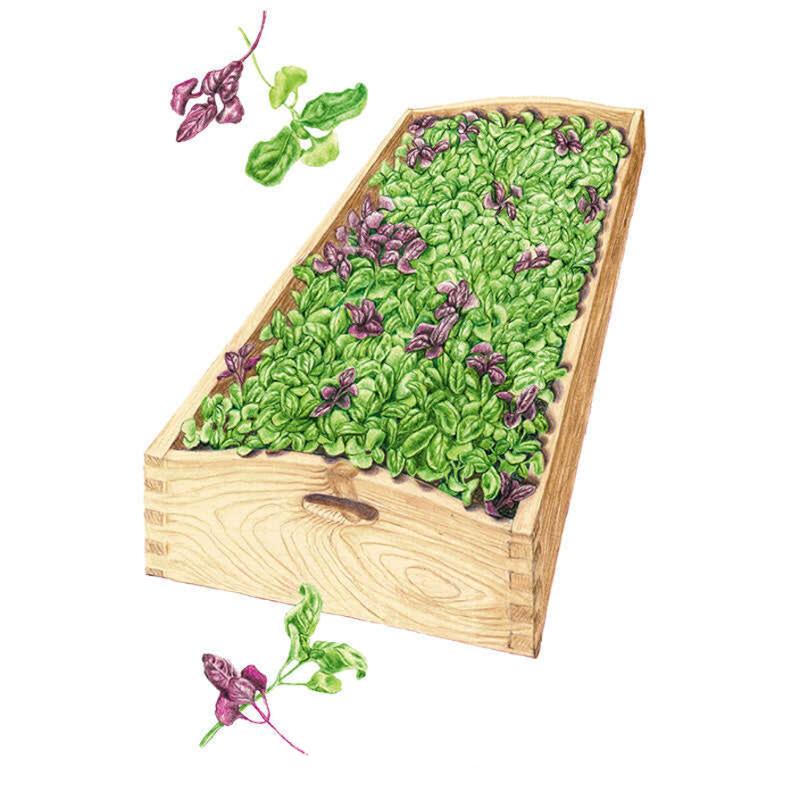 Ciao Bella Basil Blend Microgreens Seeds