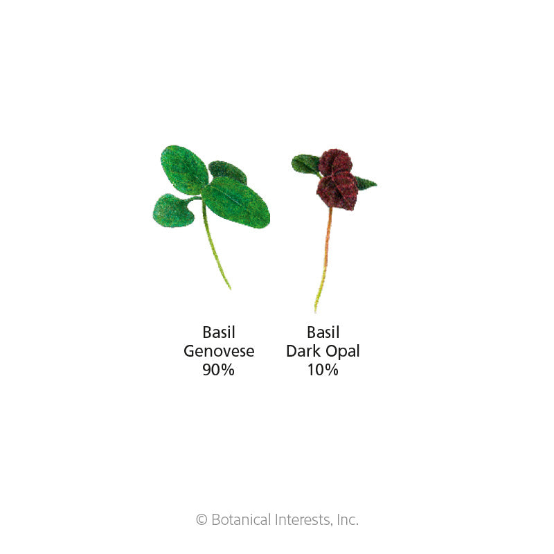 Ciao Bella Basil Blend Microgreens Seeds