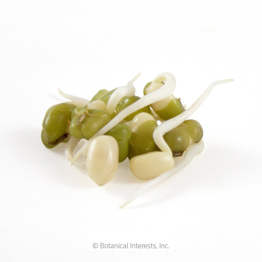 Mung Bean Sprouts Seeds Product Image