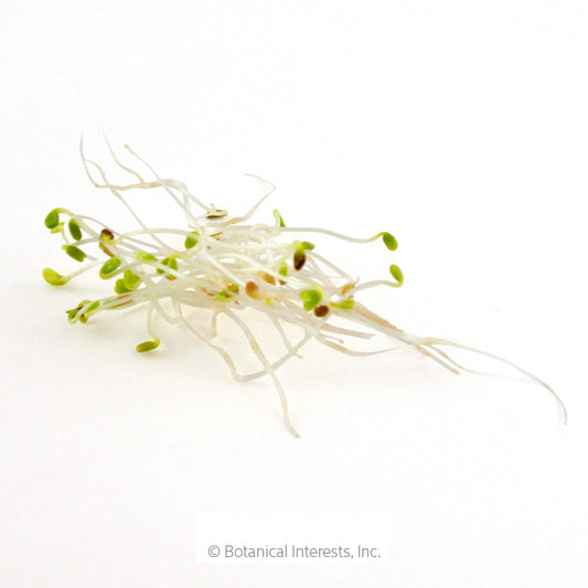 Alfalfa Sprouts Seeds Product Image