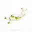Broccoli Sprouts Seeds Product Image