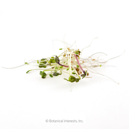 Sandwich Mix Sprouts Seeds Product Image